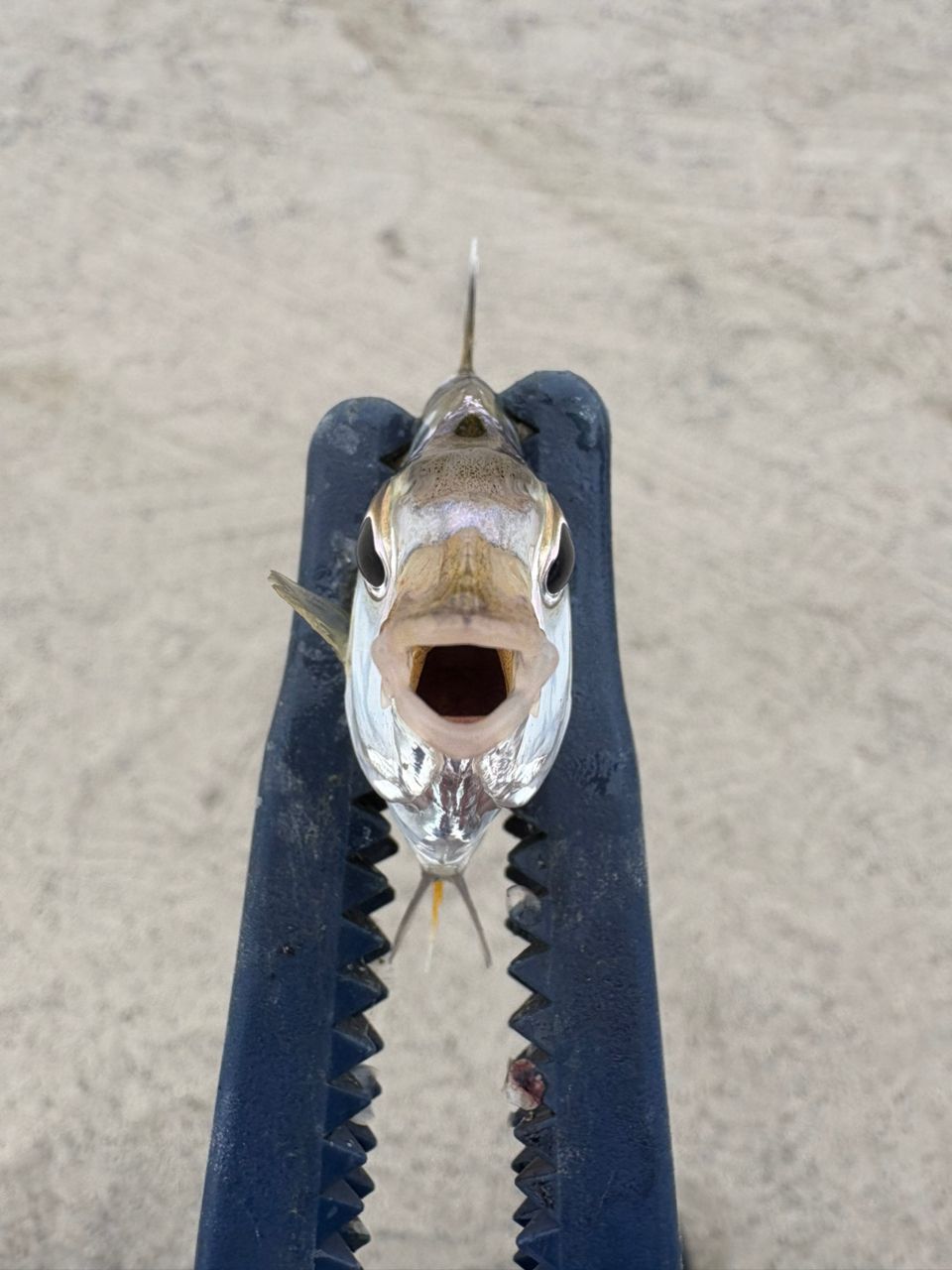 ヒイラギ