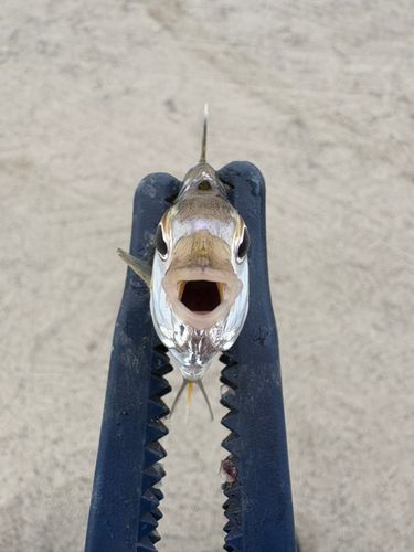 ヒイラギの釣果