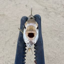ヒイラギ
