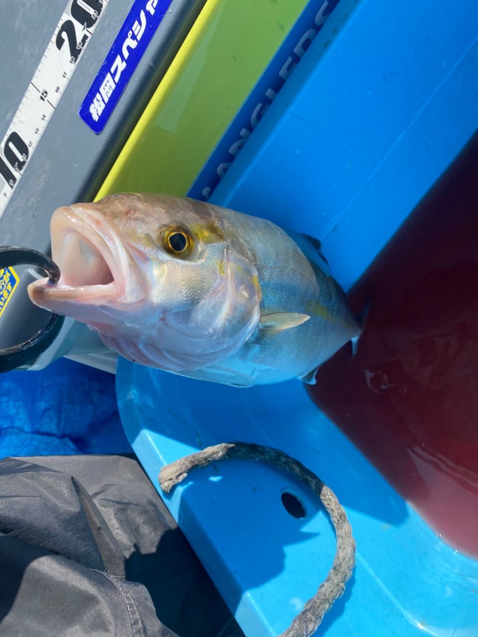 ほかちんさんの釣果 2枚目の画像