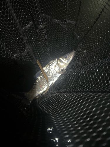 ニゴイの釣果