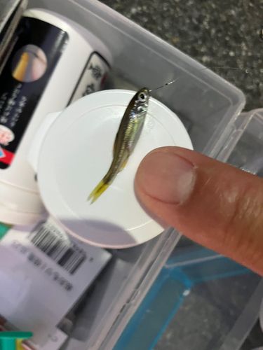 カワムツの釣果