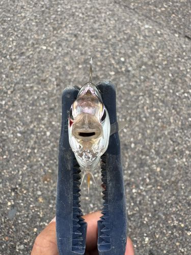 ヒイラギの釣果