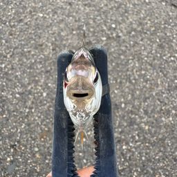 ヒイラギ