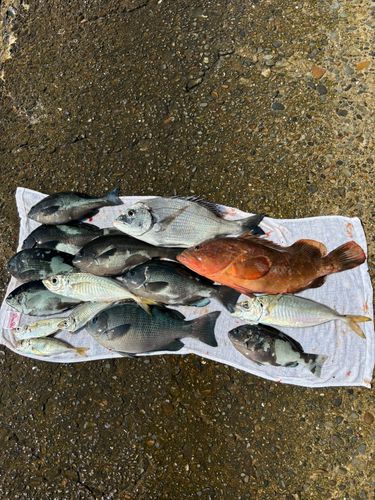 アジの釣果