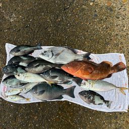 アジ