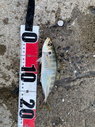 マルアジの釣果