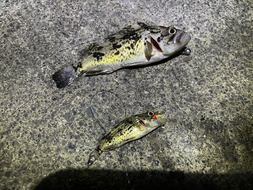クロソイの釣果