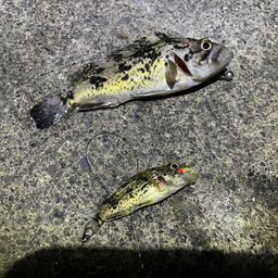 クロソイ