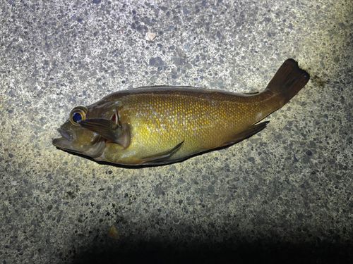 エゾメバルの釣果