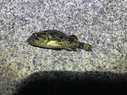 クロソイの釣果