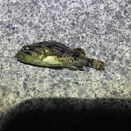 クロソイ