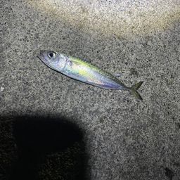 サバ