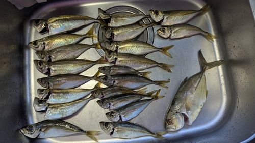 アジの釣果