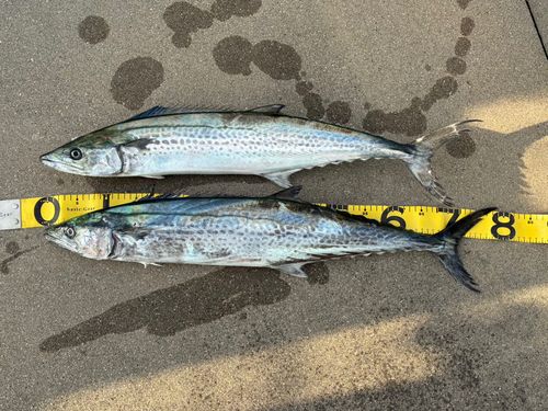 サワラの釣果