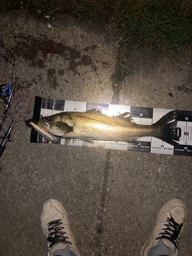 シーバスの釣果