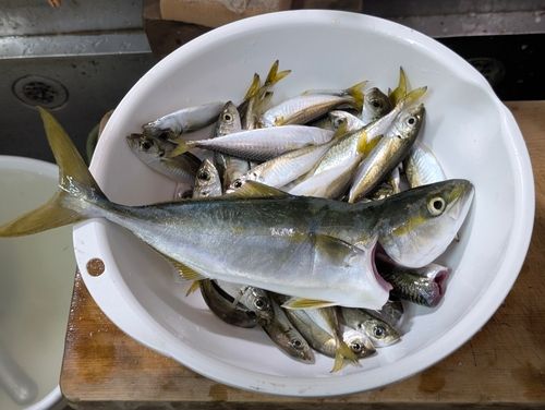 イナダの釣果