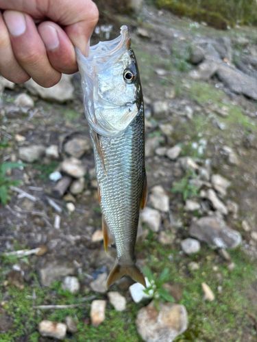 ハスの釣果
