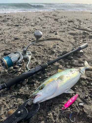 ワカシの釣果