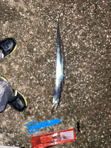 タチウオの釣果