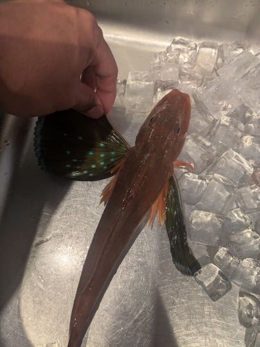 ホウボウの釣果