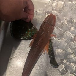 ホウボウ