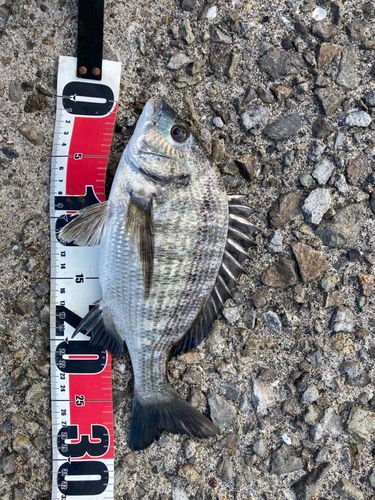 チヌの釣果