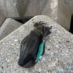 アオリイカ