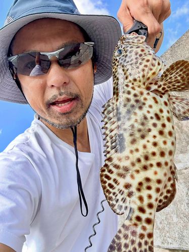 カンモンハタの釣果