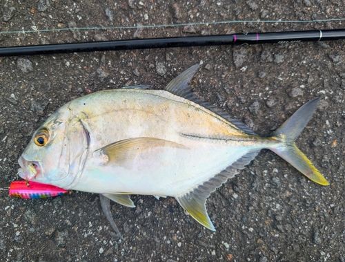 メッキの釣果