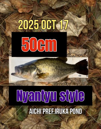 ラージマウスバスの釣果
