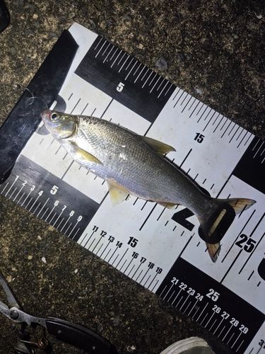 ワタカの釣果