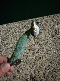 コウイカの釣果