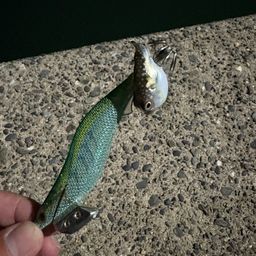 コウイカ