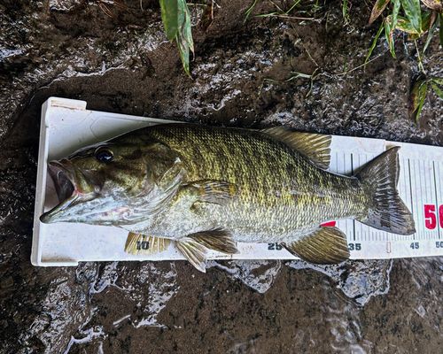 スモールマウスバスの釣果