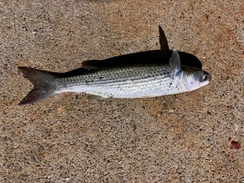 ボラの釣果