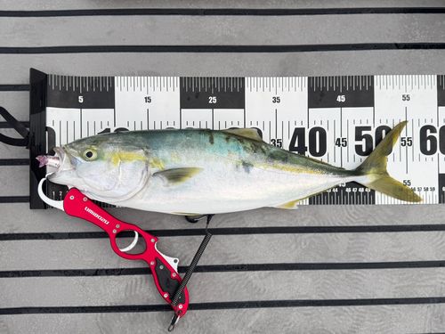 ハマチの釣果