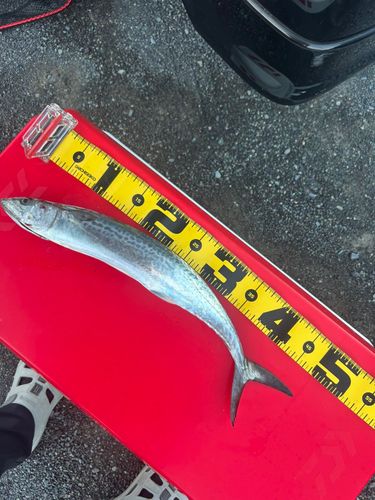 サゴシの釣果