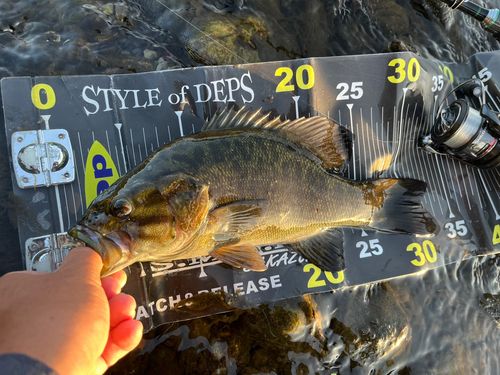 スモールマウスバスの釣果