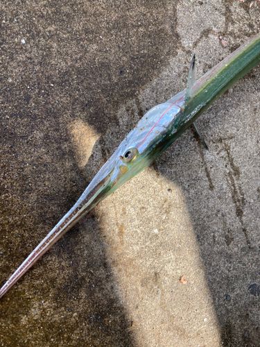 ダツの釣果