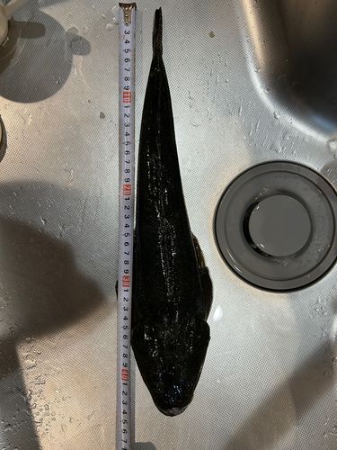 マゴチの釣果