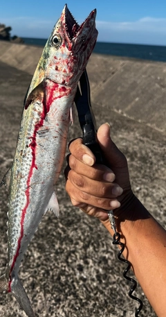 セイゴ（マルスズキ）の釣果