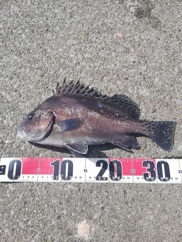 コショウダイの釣果