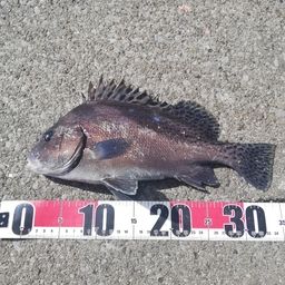 コショウダイ
