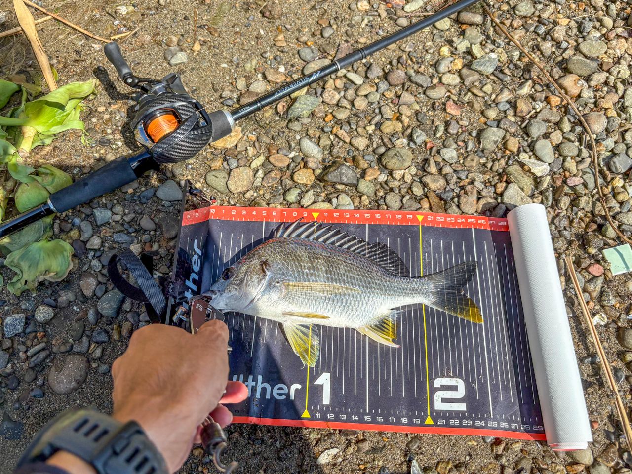 DAIWA 23シルバーウルフ 76MLB-S・Wの最安値・インプレ・釣果 | 本音の