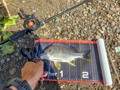キビレの釣果
