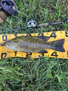 スモールマウスバスの釣果