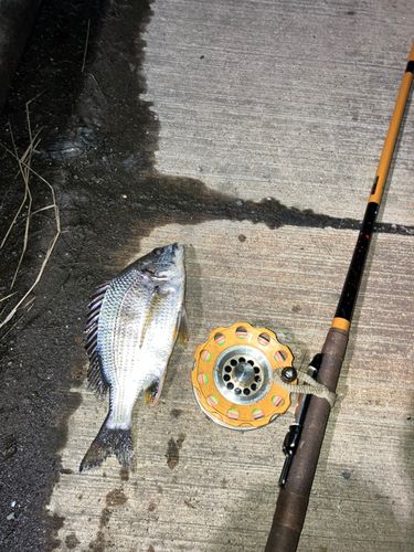 キビレの釣果