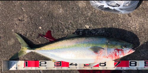 ブリの釣果