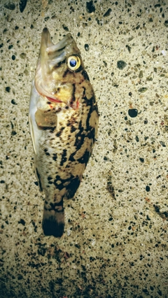 クロソイの釣果
